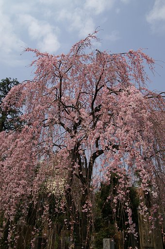 谷中の枝垂桜