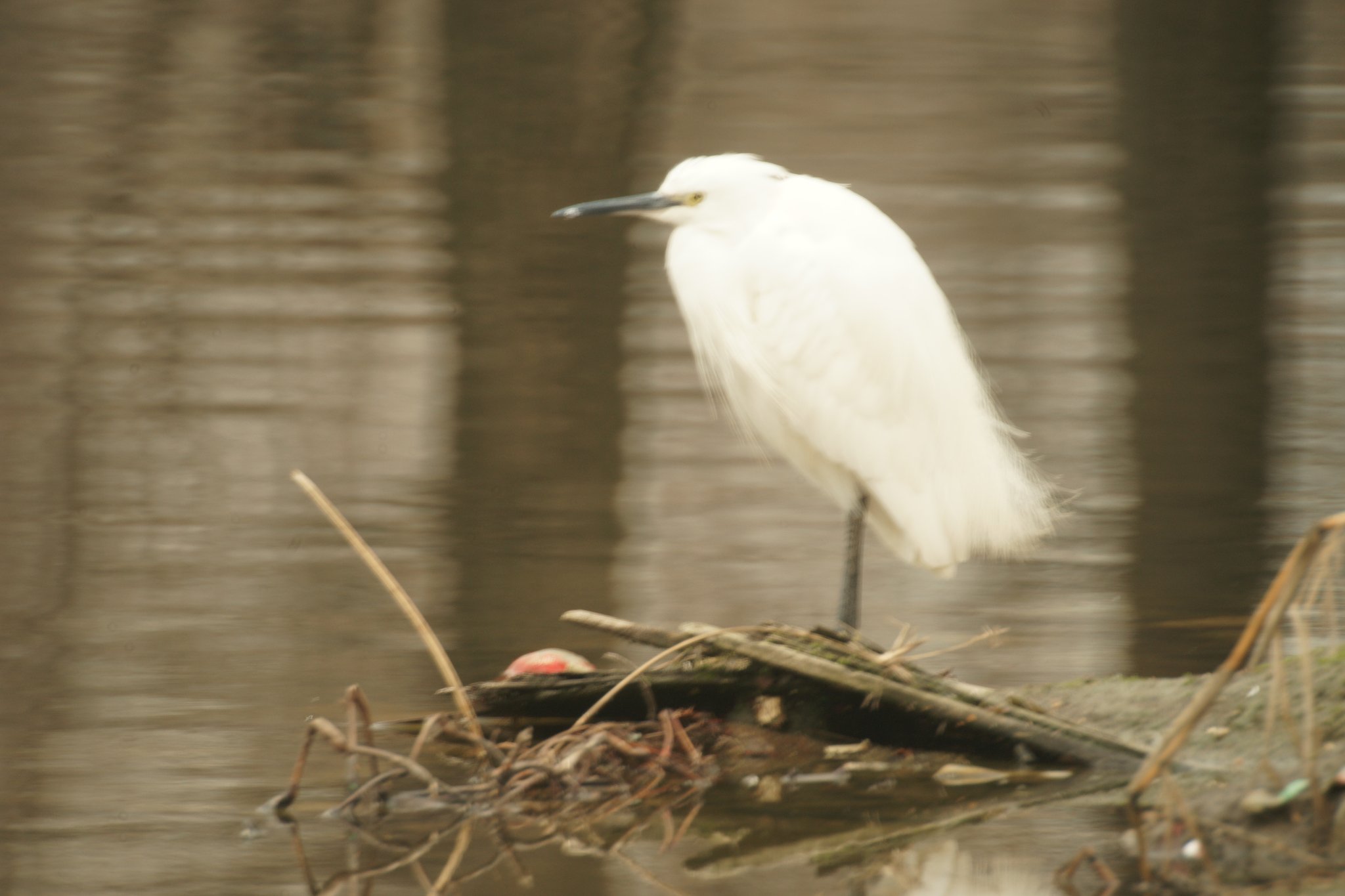 SIGMA MIRROR-TELEPHOTO MULTI-COATED 1:8 f=600mm