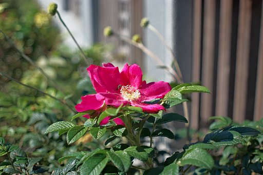 Voigtlander Skoparex 1:3.4/35