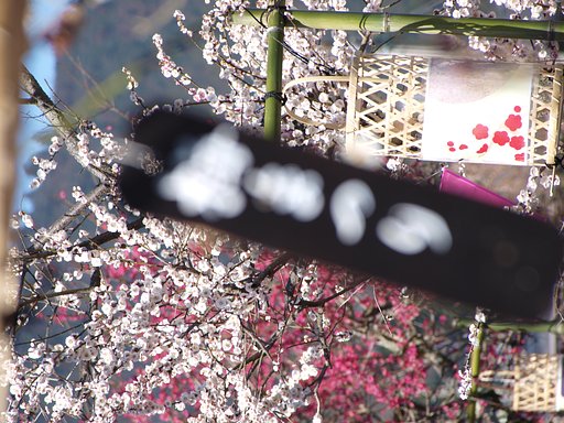 【ザ・ワールド】 梅の郷では「うめまつり」