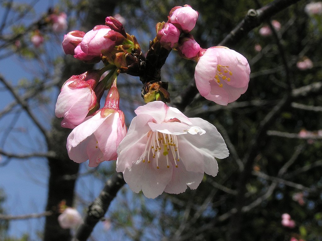 もう咲き始めました