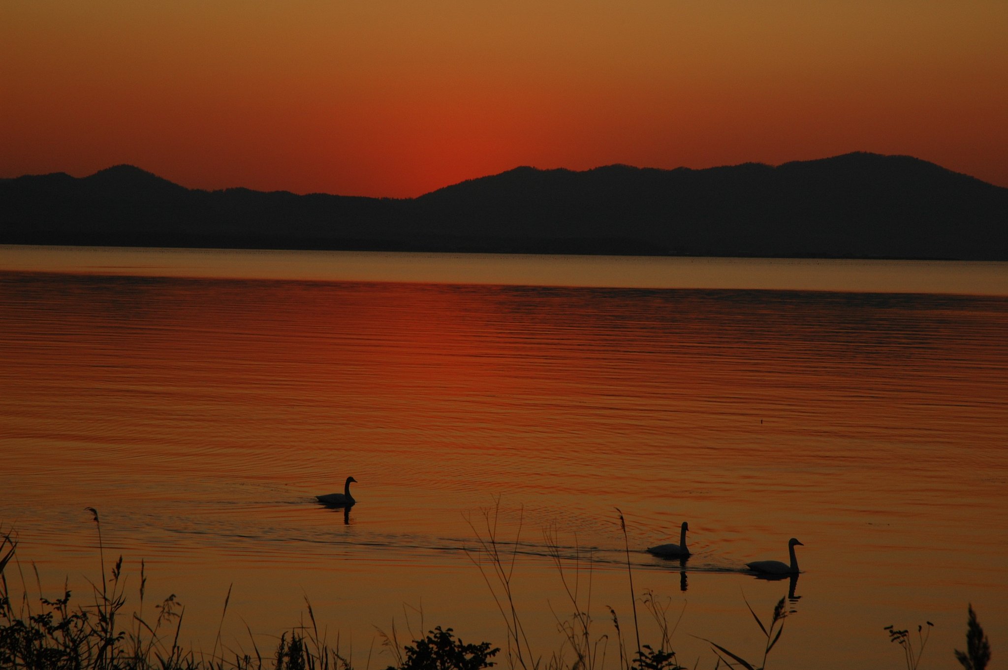 夕日と白鳥