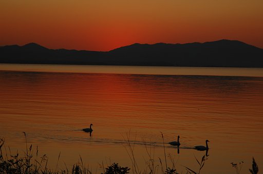 夕日と白鳥
