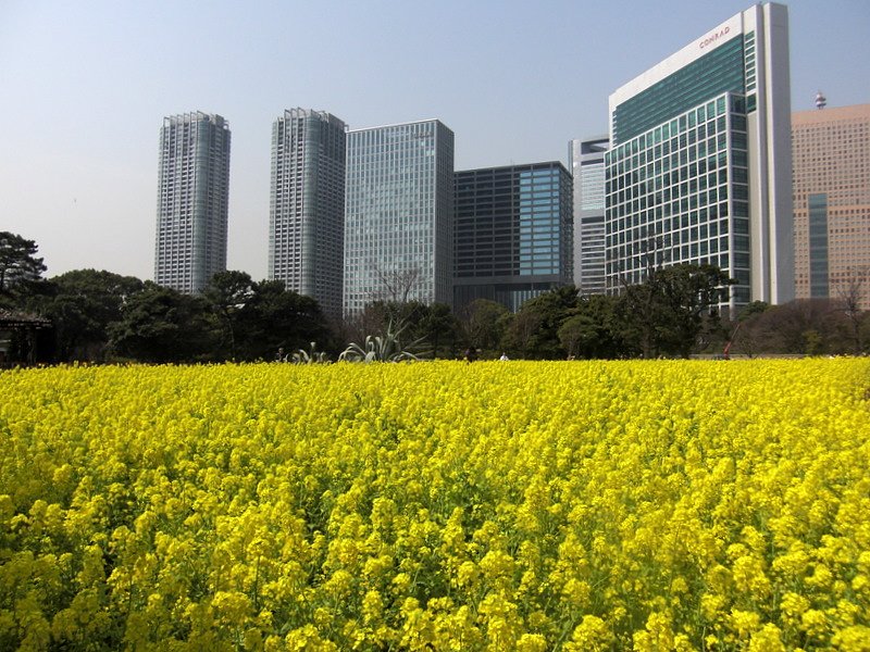 菜の花畑