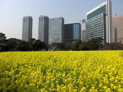 菜の花畑