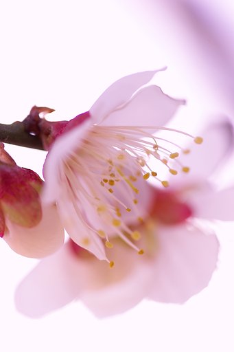庭先植物っていうか梅ですけど