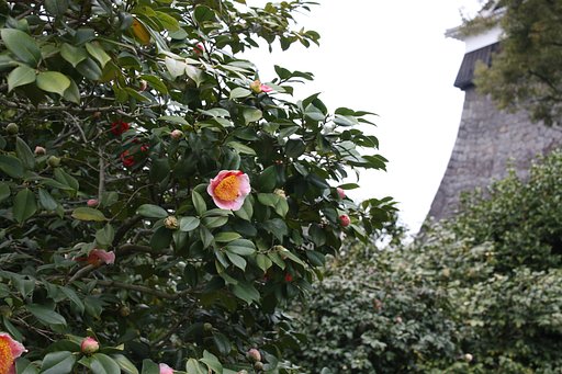 山茶花の花　