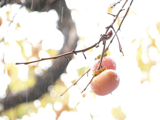 雨柿