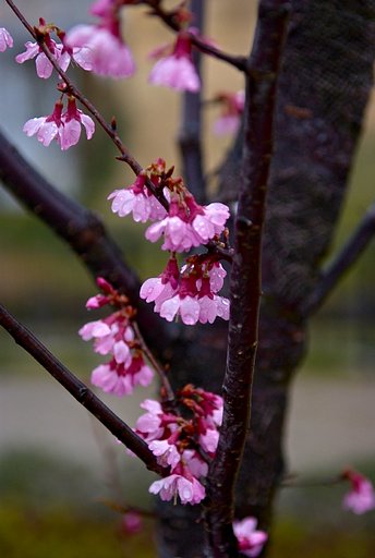 「ザ・ワ−ルド」ウチュウザクラ