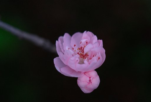 桃色の花桃