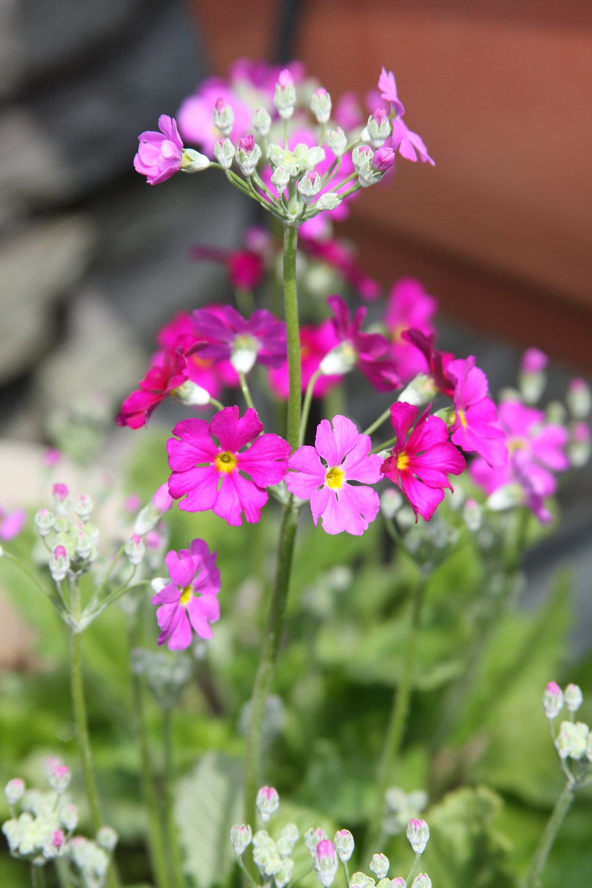 可愛い花です。