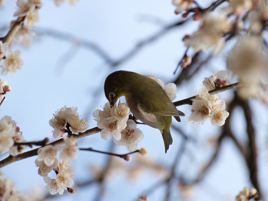 おてんばメジロ