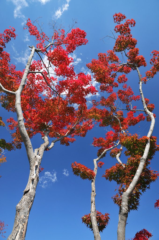 紅葉