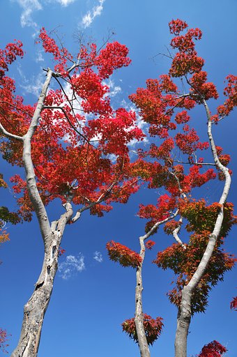 紅葉
