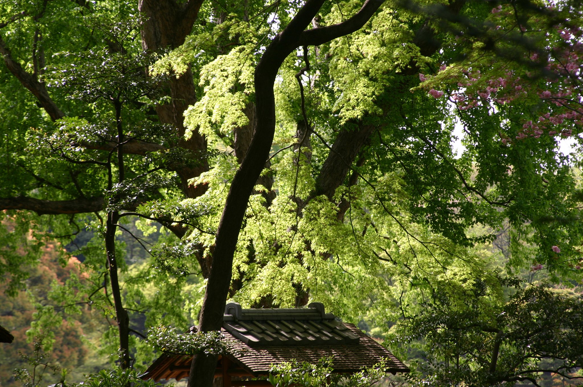 碧　萌えて