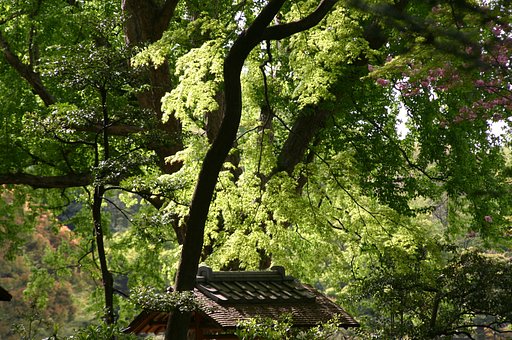 碧　萌えて