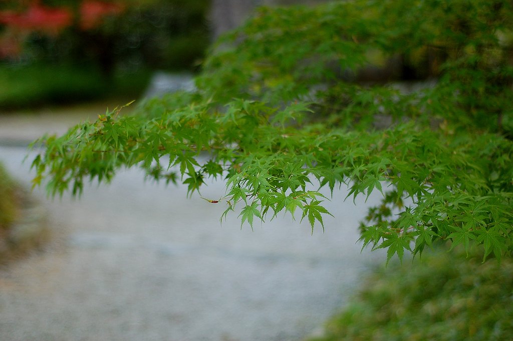 未だ、赤からず…