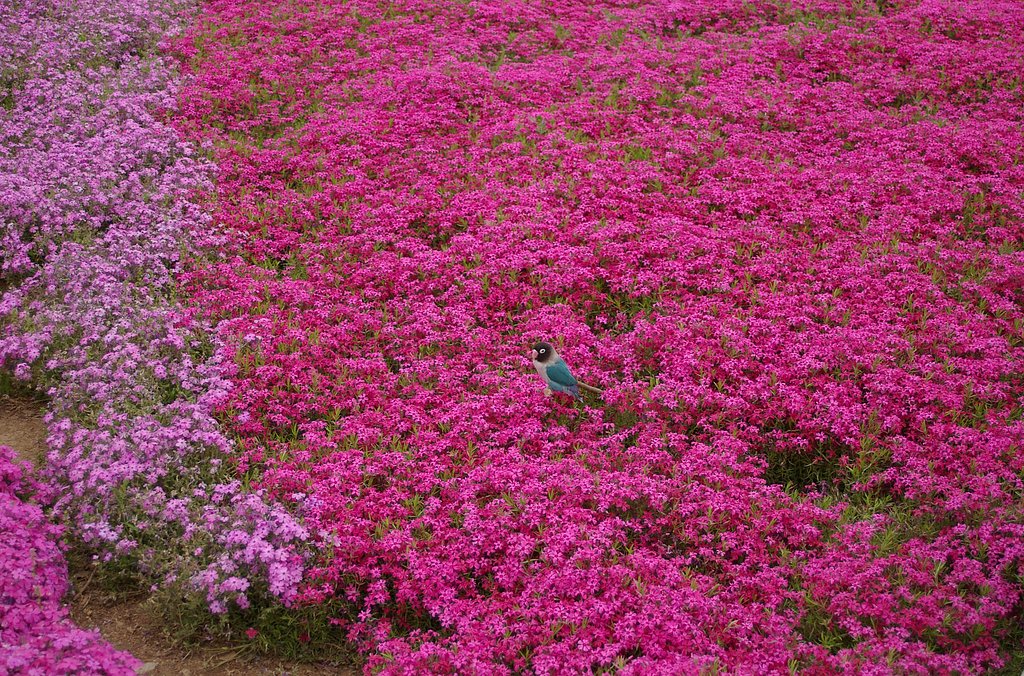 芝桜
