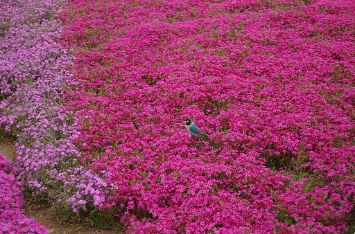 芝桜