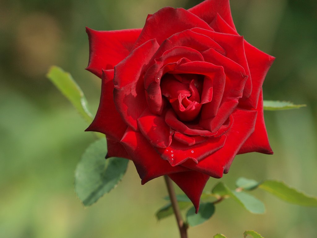 薔薇