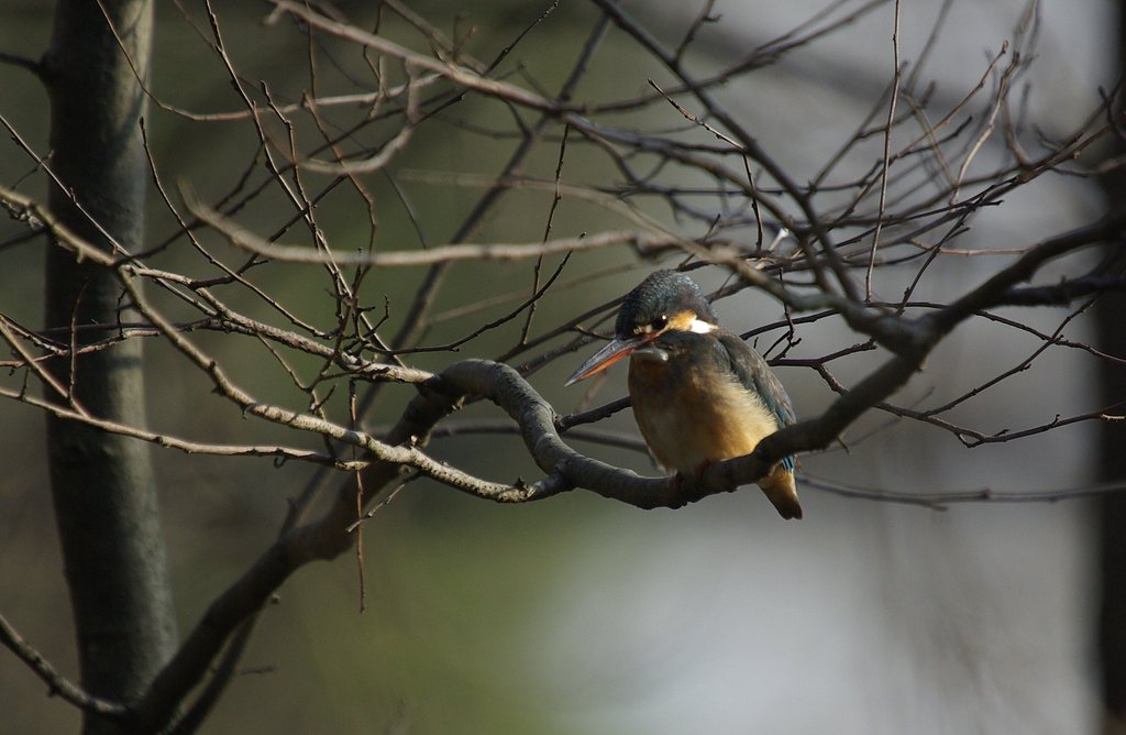 裏山のカワセミ