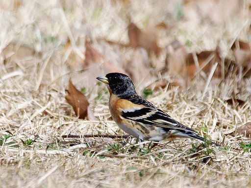 【ザ・ワールド】鳥の世界は夏羽に