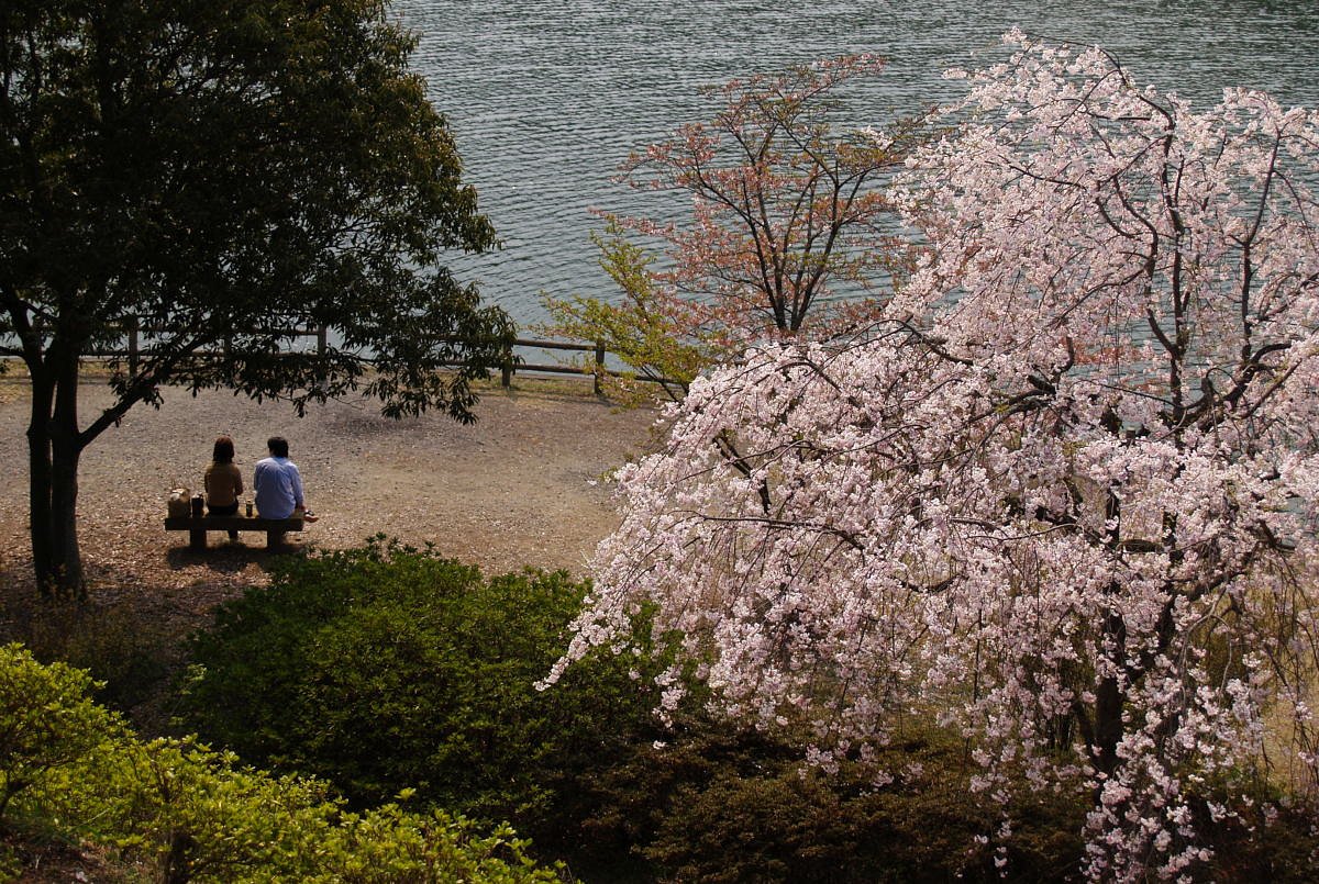 糸桜
