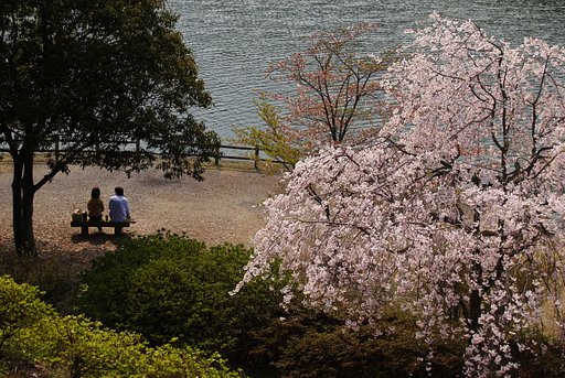 糸桜