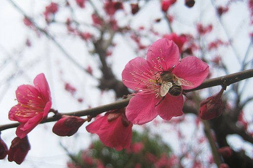紅梅ステージ、頑張る蜜蜂