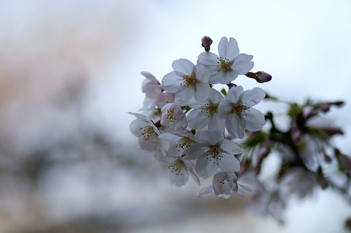 さくら