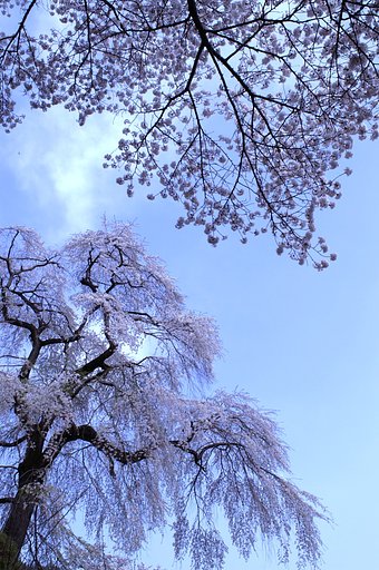 しだれ