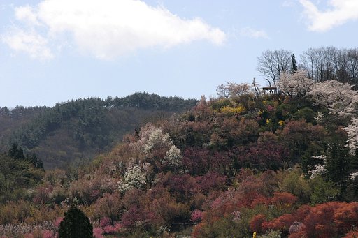 今日の花見山