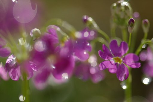 【自然】乙女桜