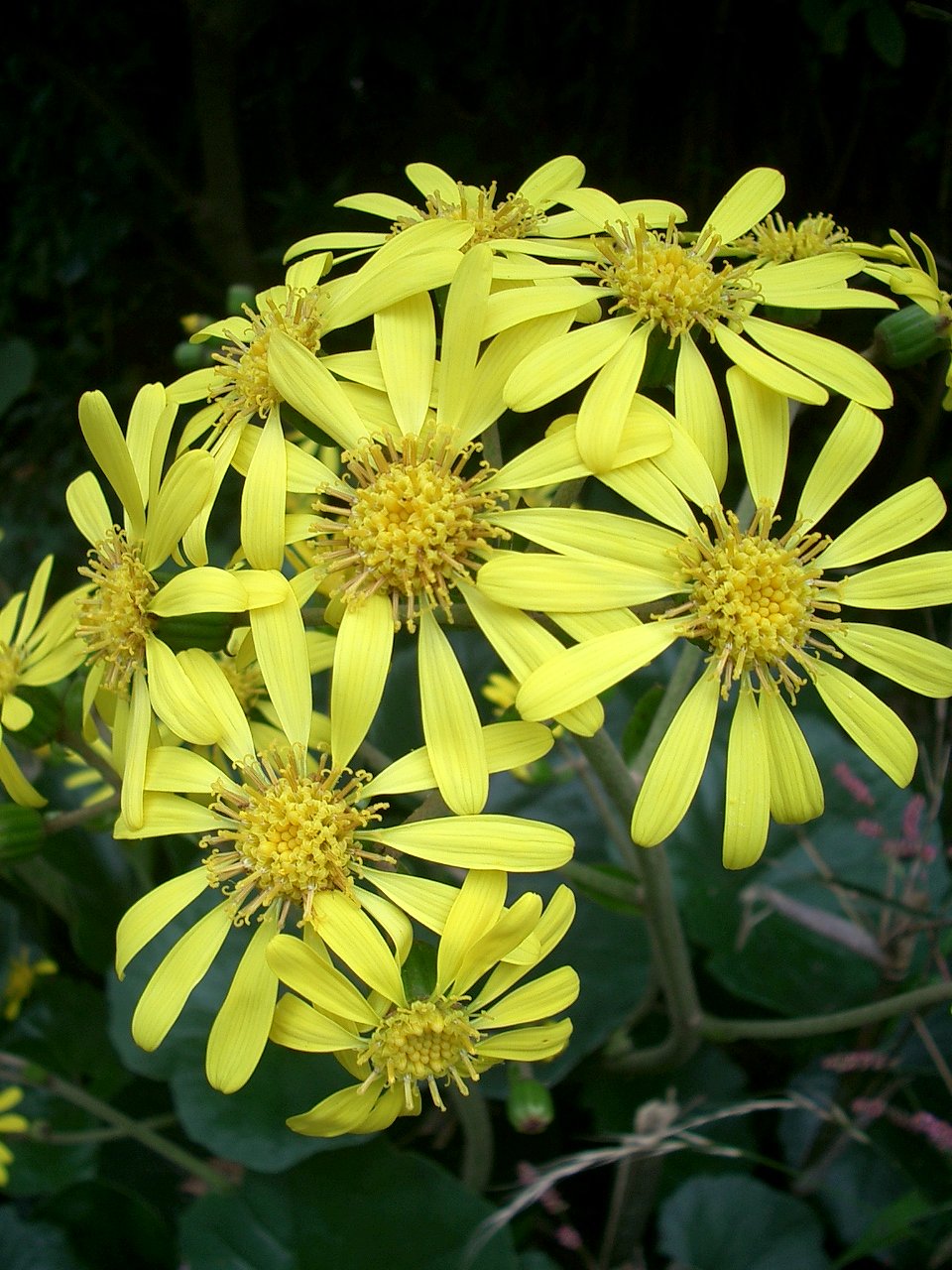 〜　ツワブキの花　〜