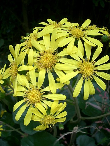 〜　ツワブキの花　〜