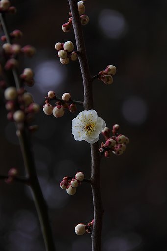 花に誘われ