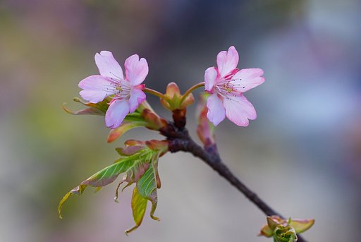 山桜でしょうか？