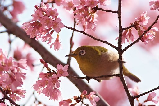 巻き毛でおしゃれなサクラ