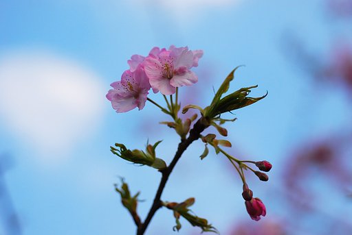 何て言う種類でしょうか？