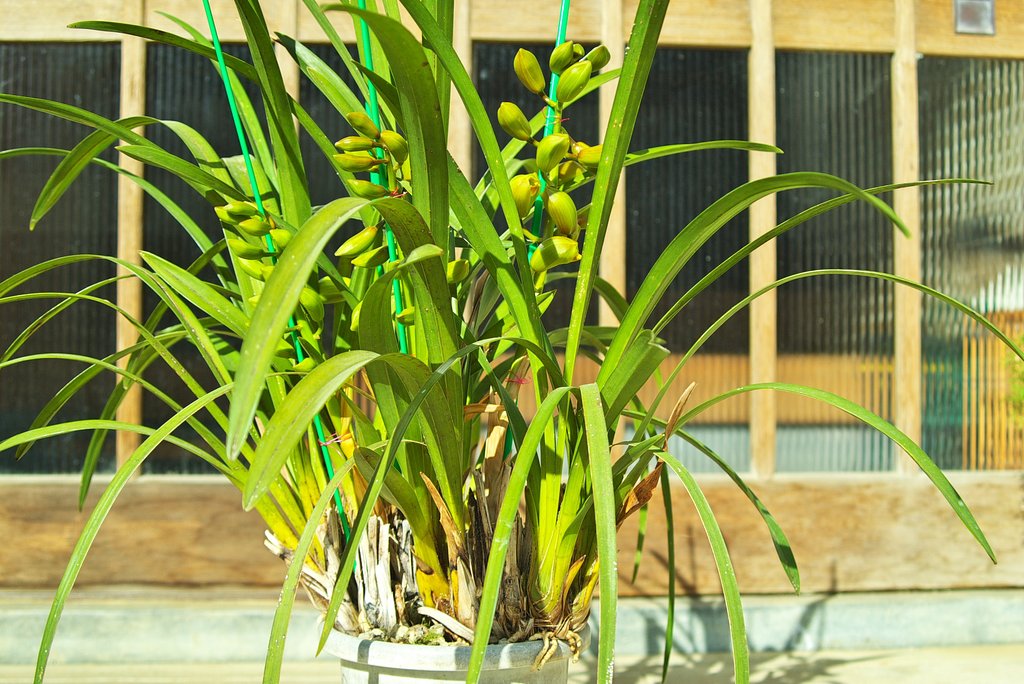 開花直前「フォルテッシモ・リズミック」花全体