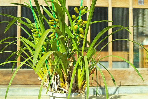 開花直前「フォルテッシモ・リズミック」花全体