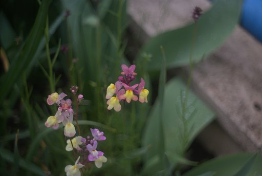Kilfitt-Makro-Kilar A 2.8/40