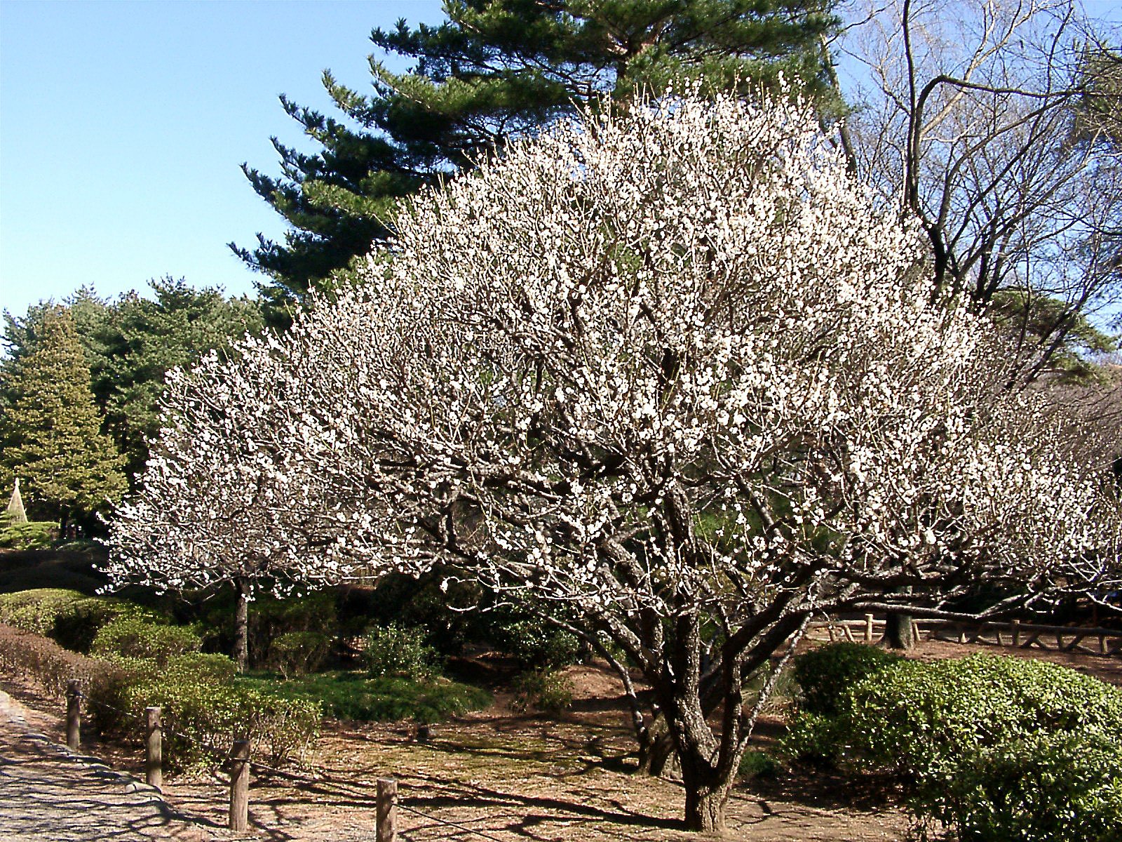 ★ウメの花くらべ-17 高岡の月知梅①