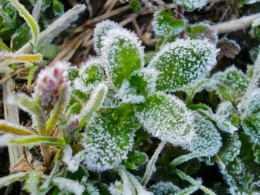 外気温-1度の霜柱！