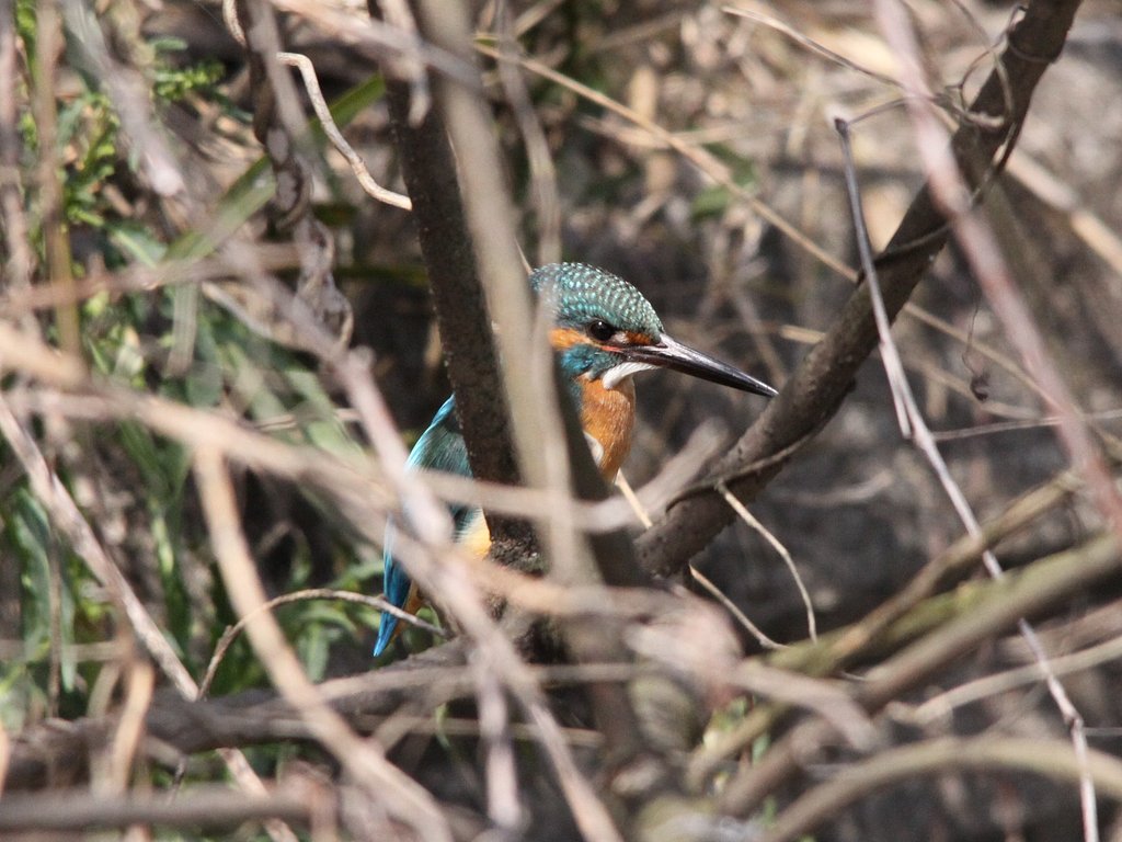 隠れカワセミ