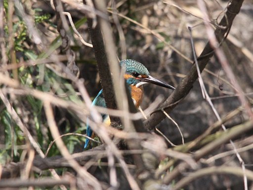 隠れカワセミ
