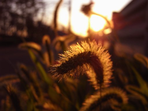 夕景２