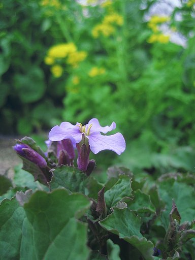 【ザ・ワールド】春の花壇