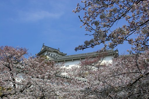 お花見も今日がピーク