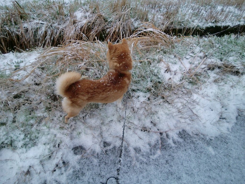 久しぶりの雪中散歩！